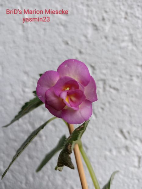 25.09.2022 - BriDs Marion Miescke