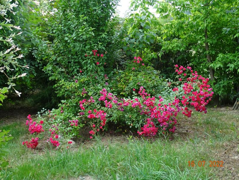  - Trandafiri 2022 3