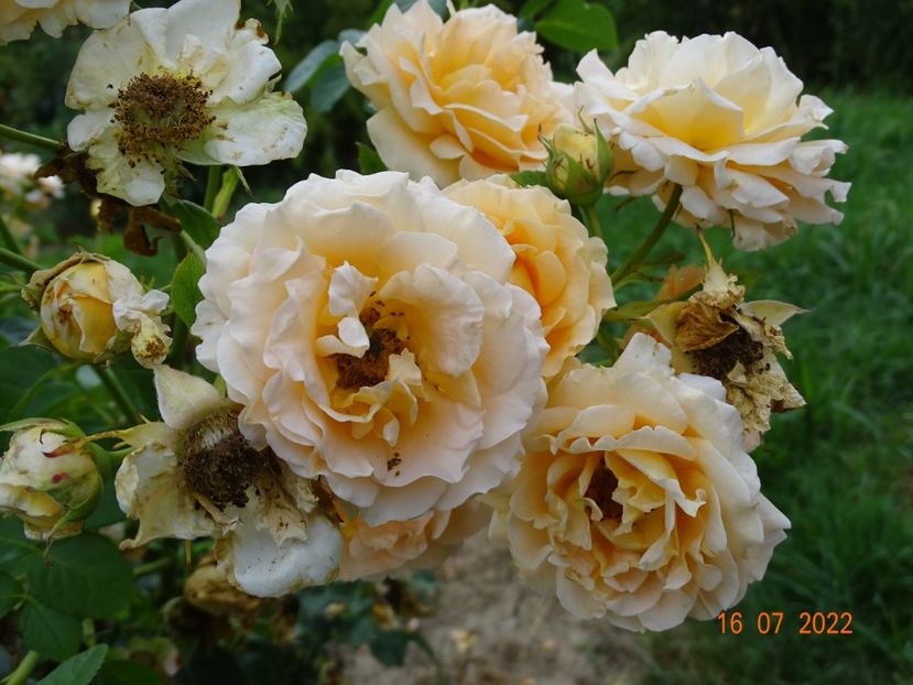  - Trandafiri 2022 3