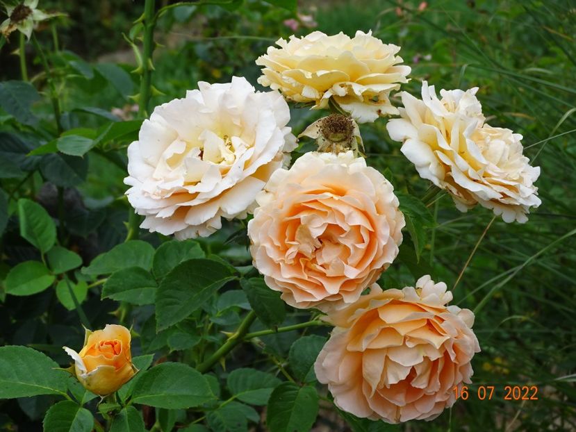  - Trandafiri 2022 3