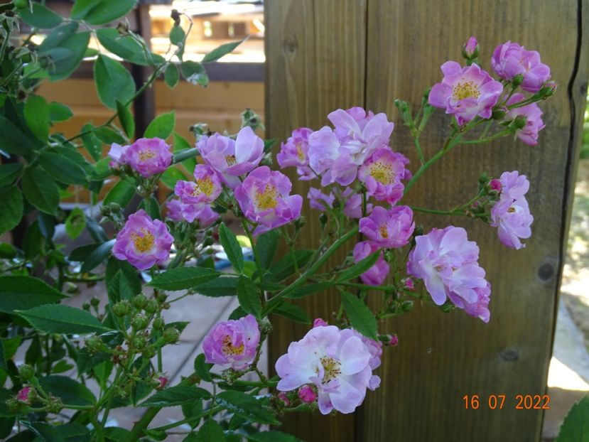  - Trandafiri 2022 3