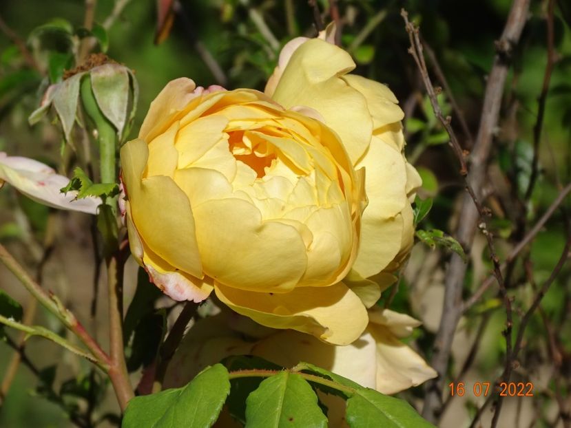  - Trandafiri 2022 3