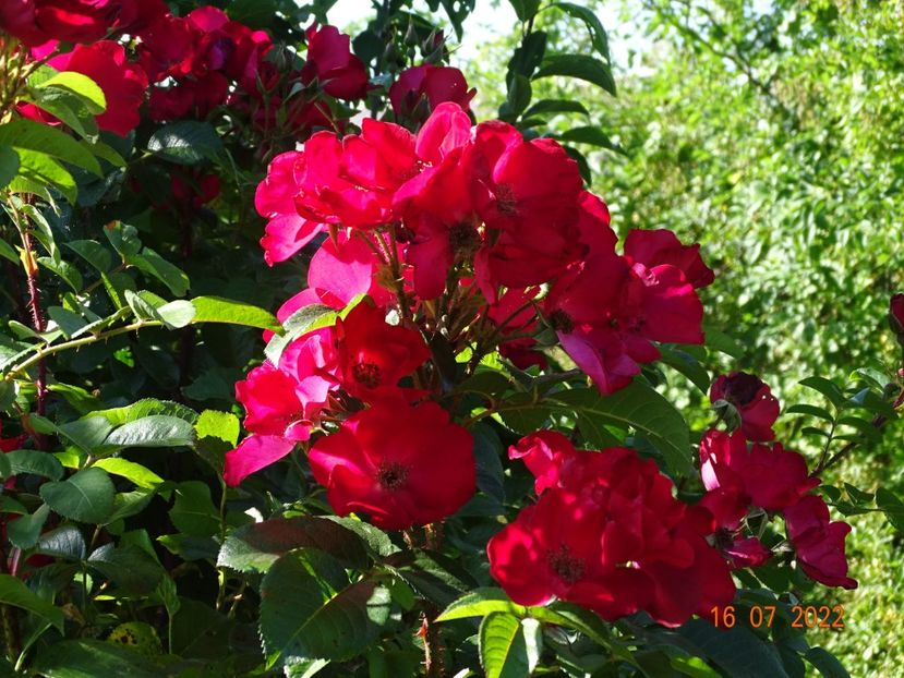 - Trandafiri 2022 3