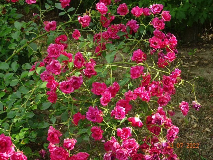  - Trandafiri 2022 3