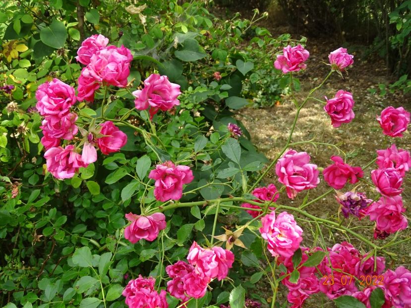  - Trandafiri 2022 3