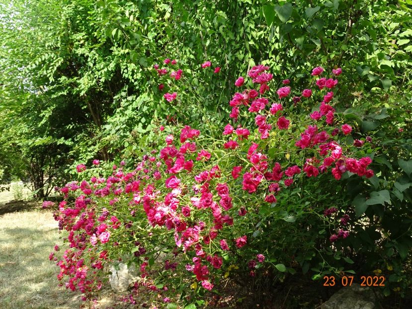  - Trandafiri 2022 3