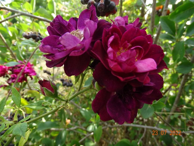  - Trandafiri 2022 3