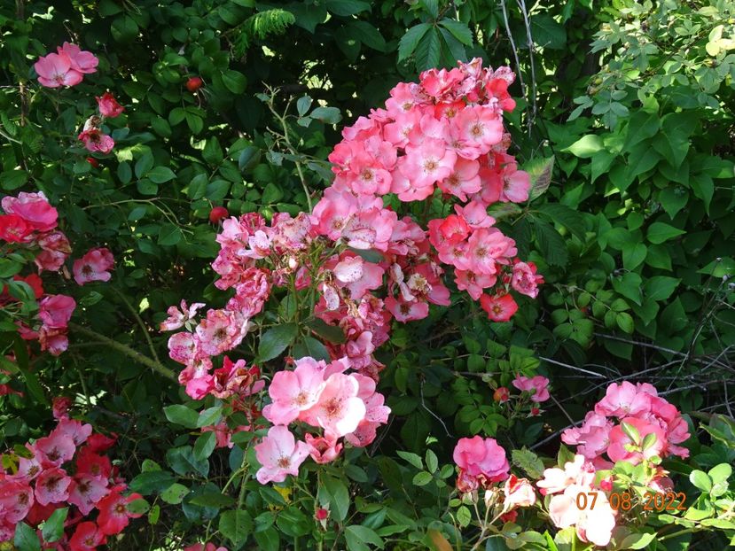  - Trandafiri 2022 3