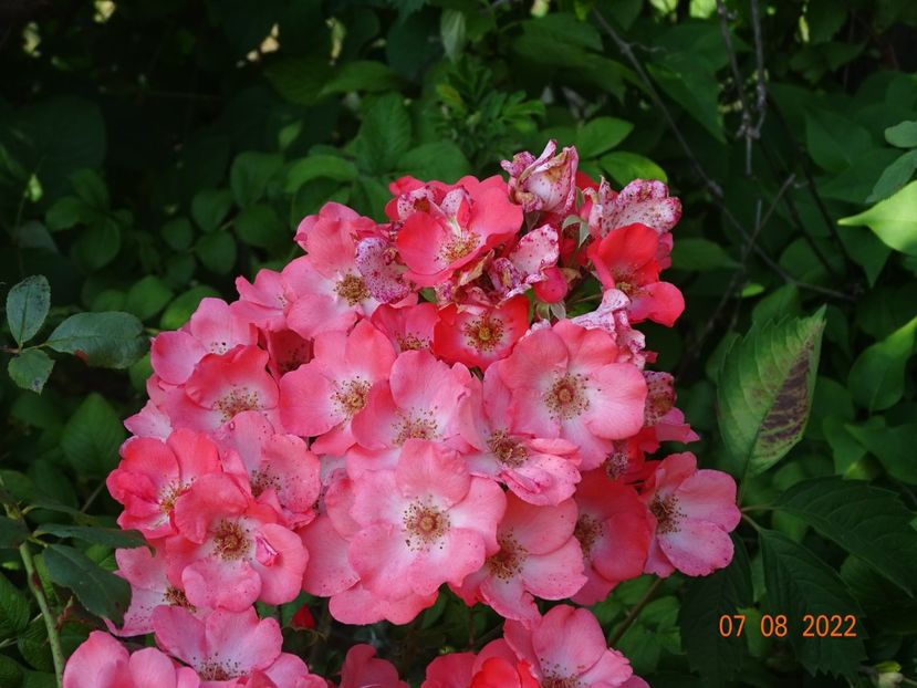  - Trandafiri 2022 3