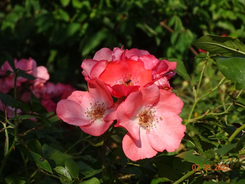  - Trandafiri 2022 3