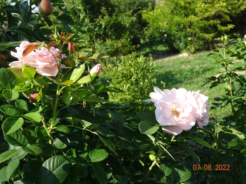  - Trandafiri 2022 3