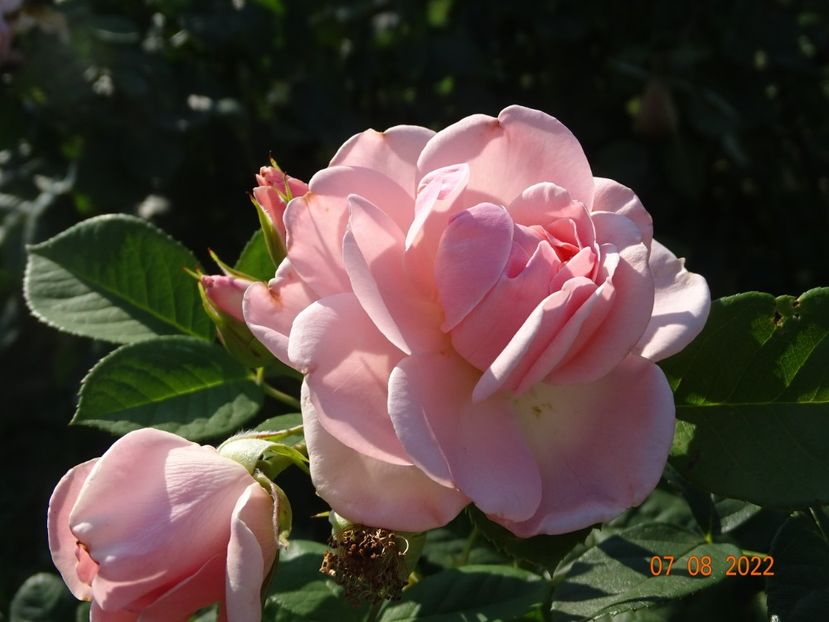  - Trandafiri 2022 3