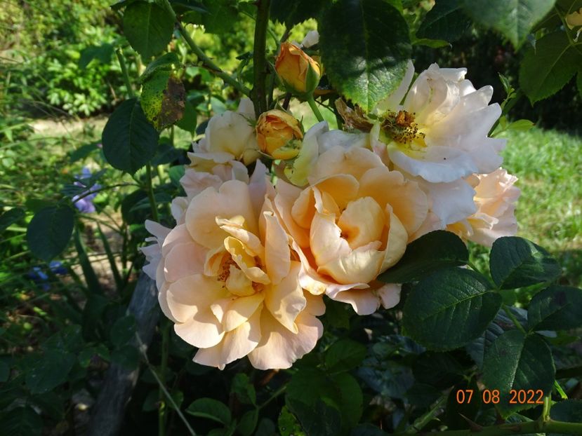  - Trandafiri 2022 3