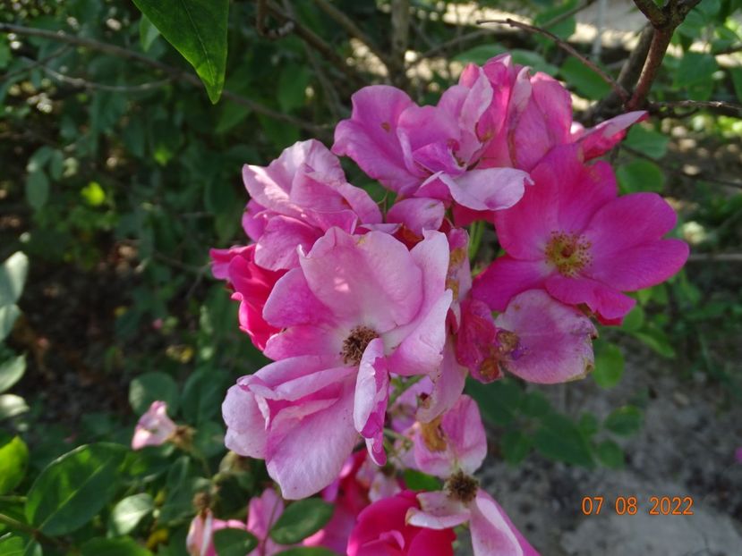  - Trandafiri 2022 3