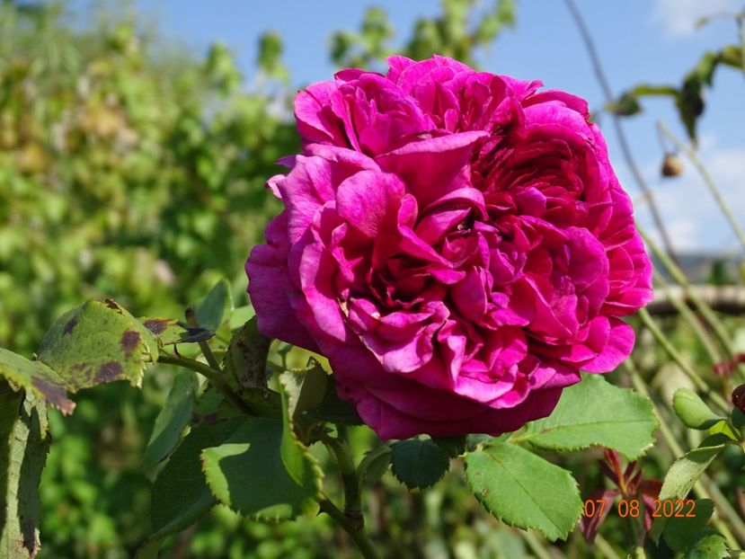  - Trandafiri 2022 3