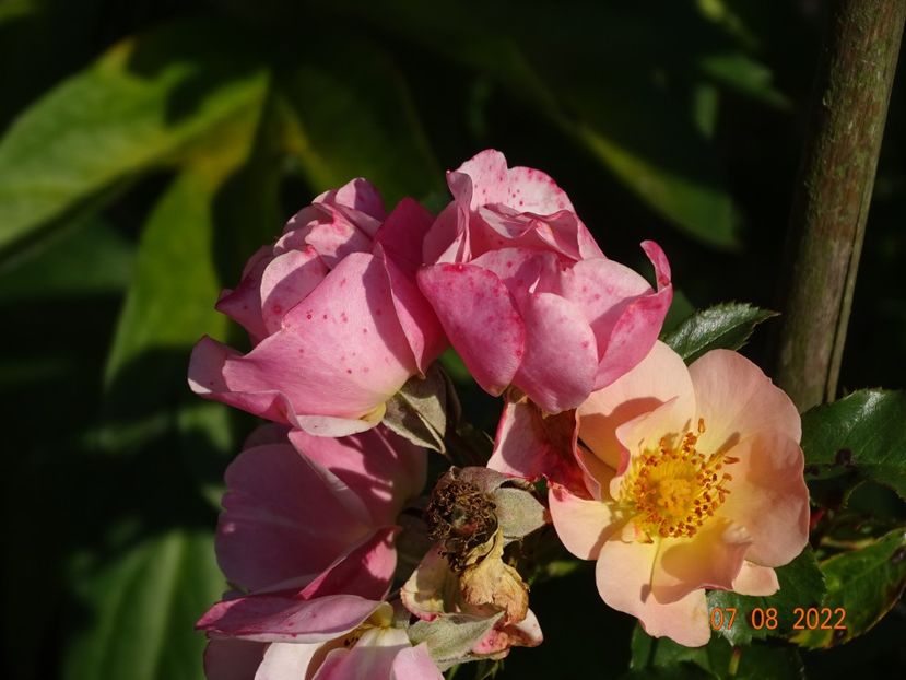  - Trandafiri 2022 3
