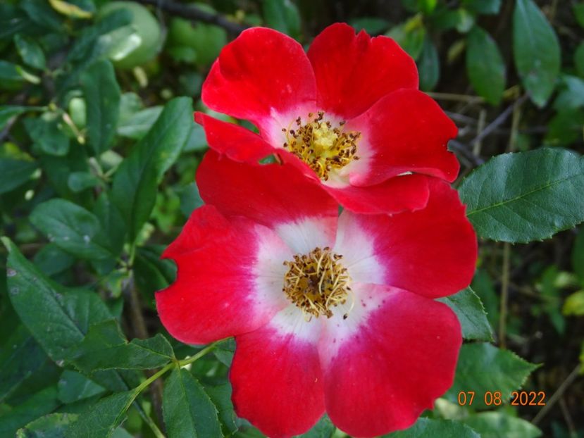  - Trandafiri 2022 3