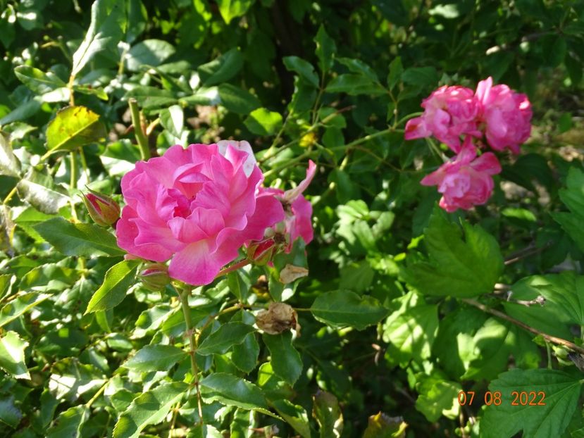  - Trandafiri 2022 3