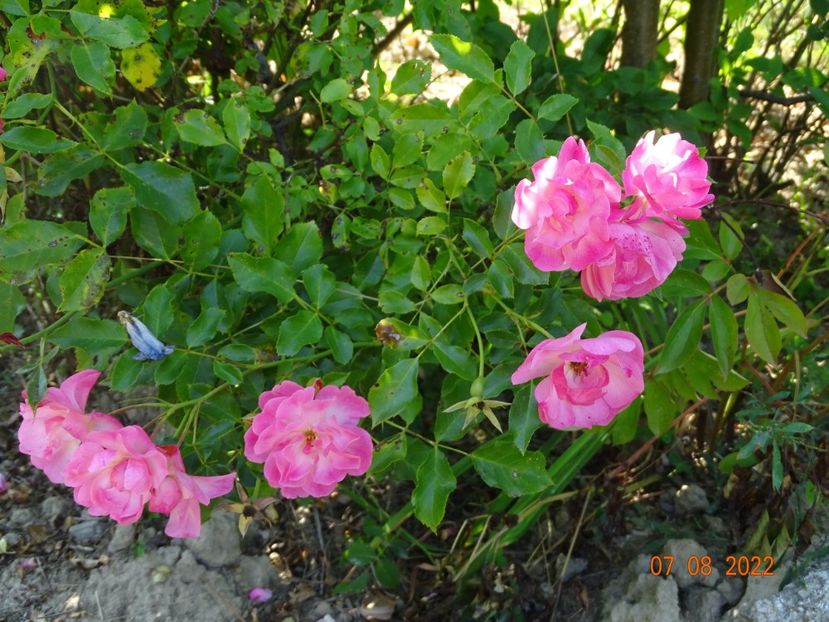  - Trandafiri 2022 3