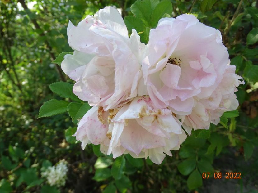  - Trandafiri 2022 3