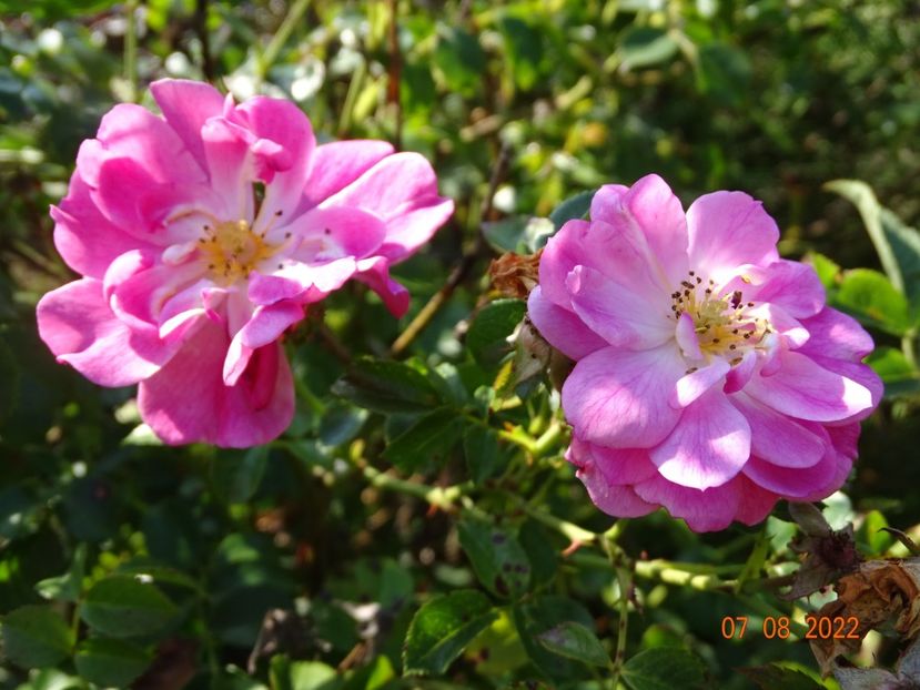  - Trandafiri 2022 3