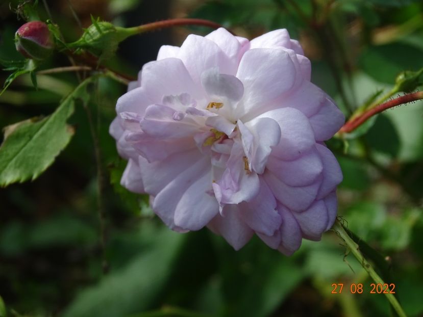  - Trandafiri 2022 3