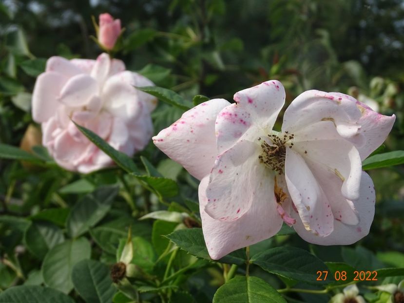  - Trandafiri 2022 3