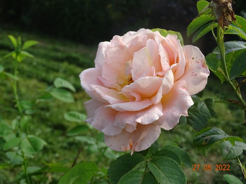  - Trandafiri 2022 3