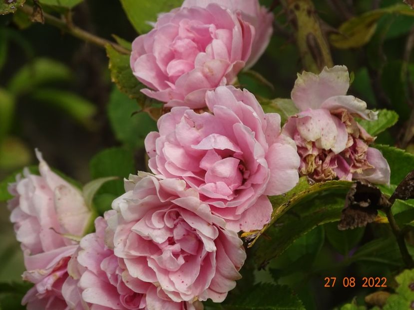  - Trandafiri 2022 3