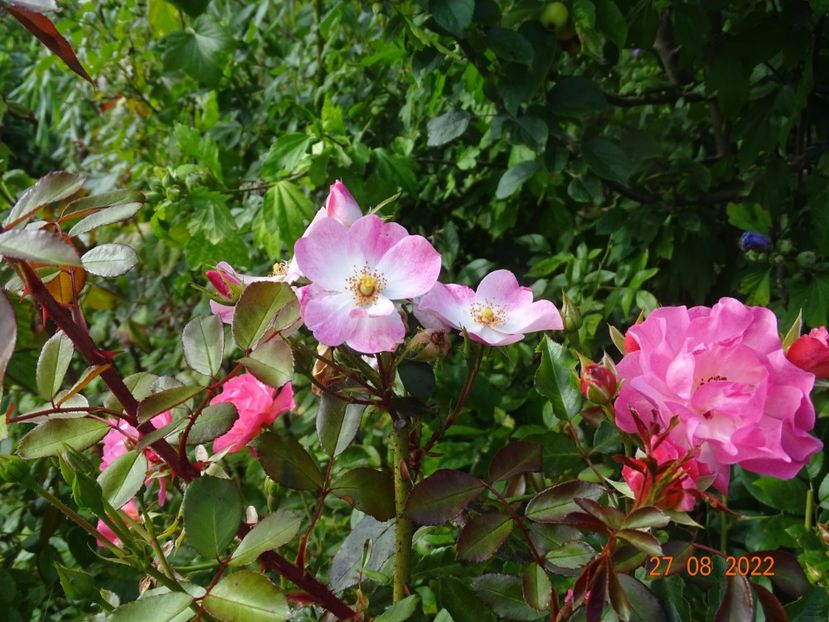  - Trandafiri 2022 3