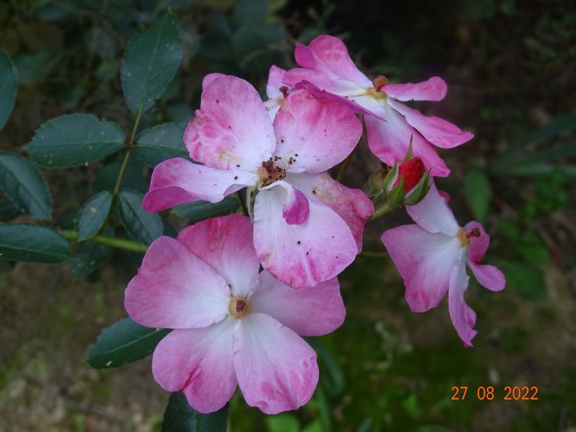  - Trandafiri 2022 3