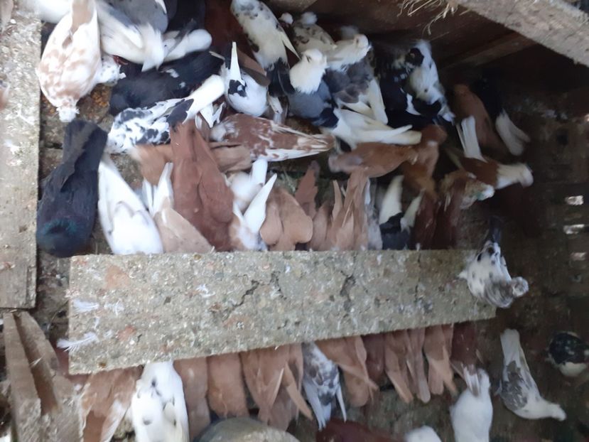  - 8-Jucatorii de Ardeal vechi