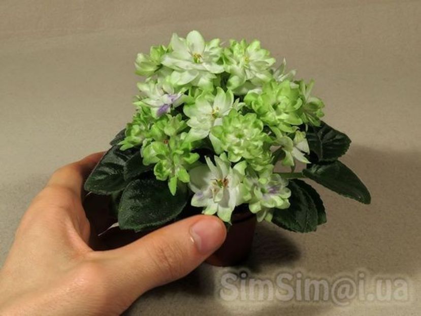 foto net - N - Snezhnyi Georgin STANDARD