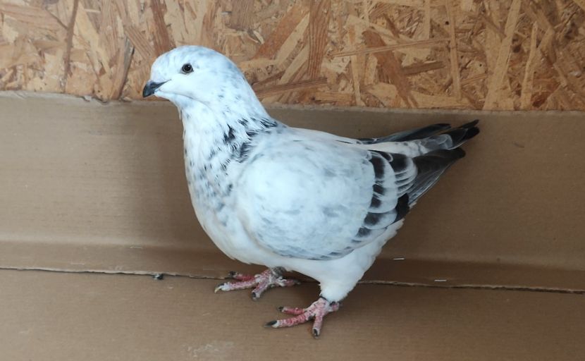 1 - Pui voiajor standard 2022