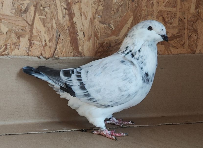 3 - Pui voiajor standard 2022