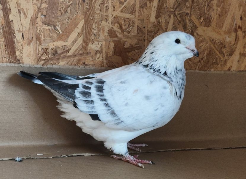 4 - Pui voiajor standard 2022