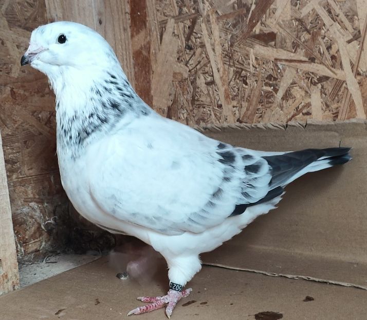 8 - Pui voiajor standard 2022