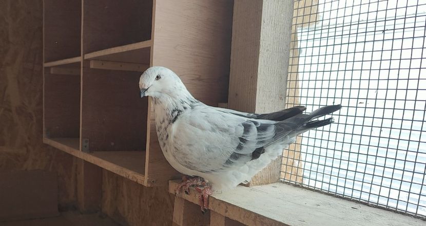 9 - Pui voiajor standard 2022