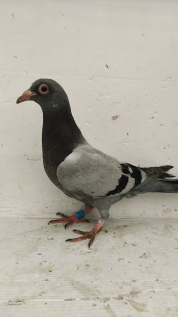  - De vânzare voiajori pui 2022