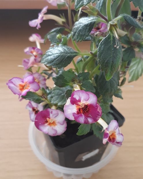  - 0001 2022 - Coup de Foudre