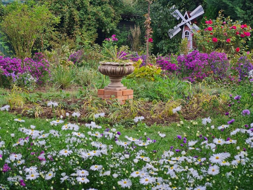  - 2022_Septembrie_Aster