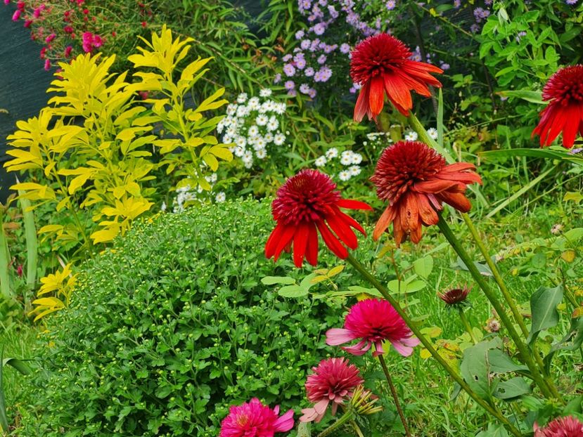 - 2022_Septembrie_Aster