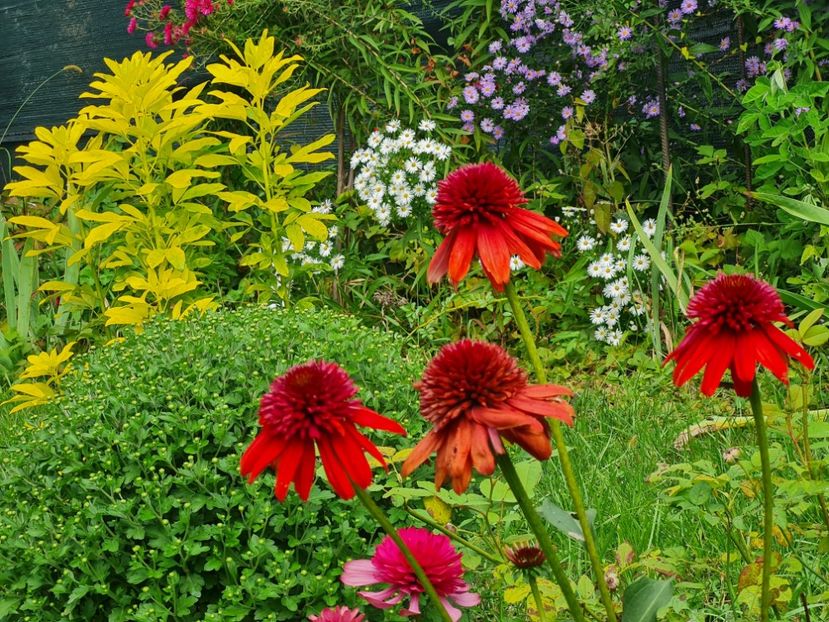  - 2022_Septembrie_Aster