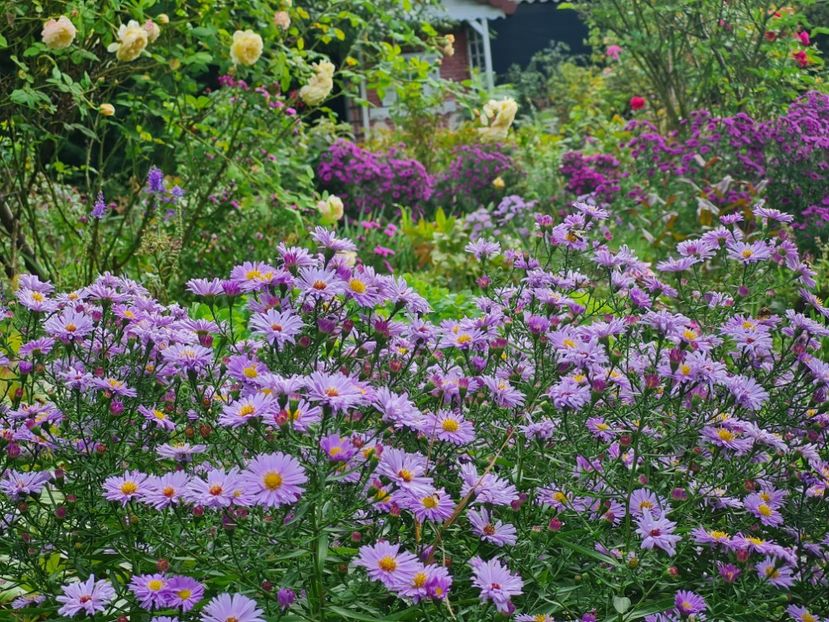  - 2022_Septembrie_Aster