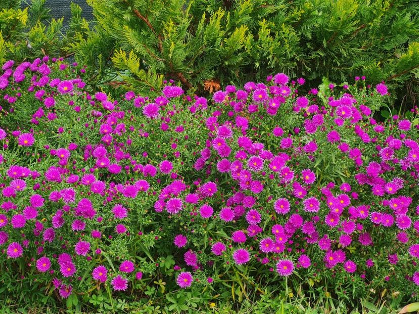  - 2022_Septembrie_Aster