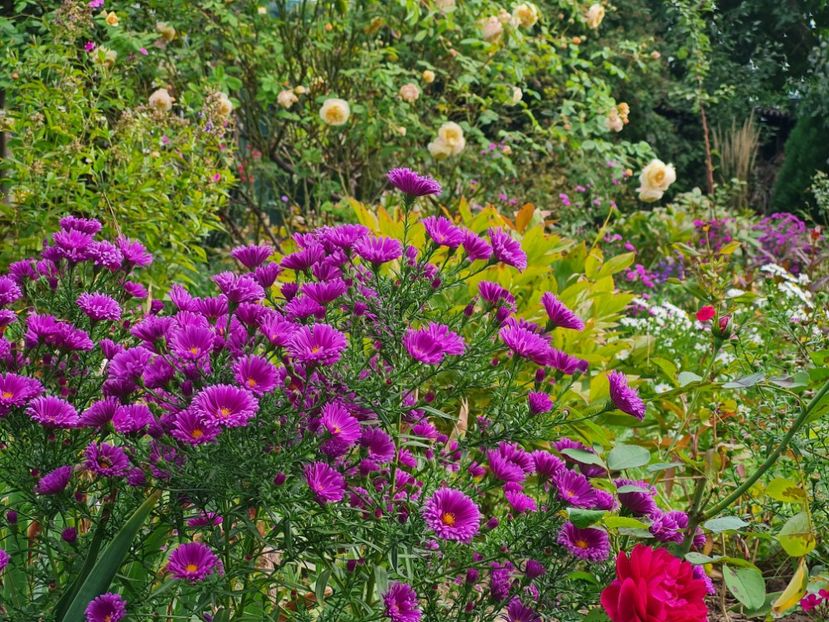  - 2022_Septembrie_Aster