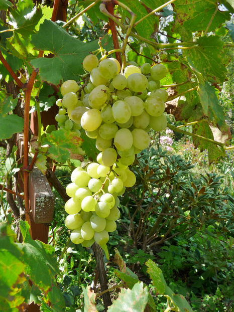  - 2022 - 03 - Toamna