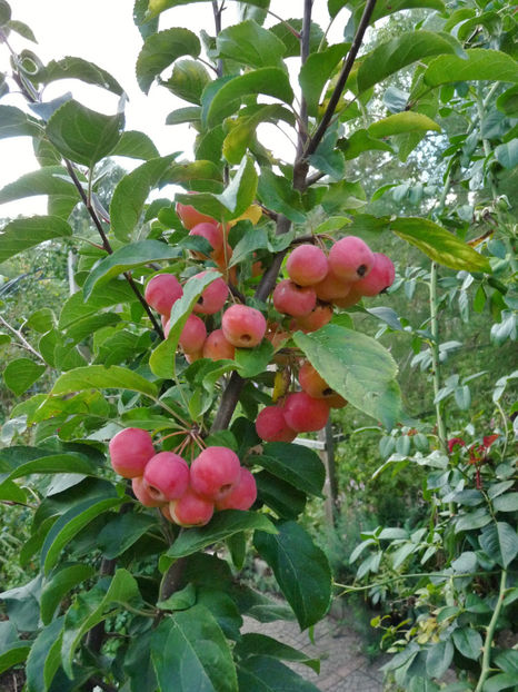  - 2022 - 03 - Toamna