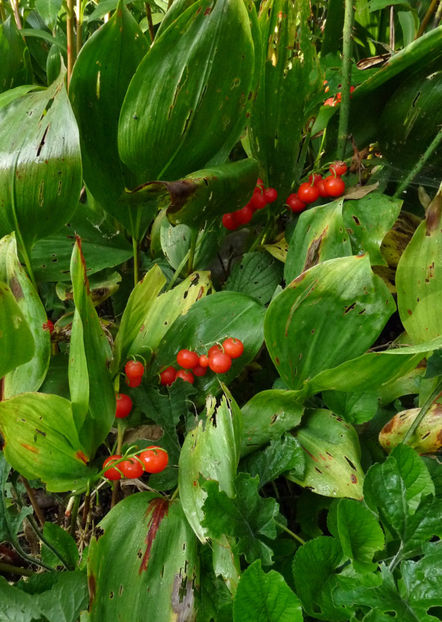  - 2022 - 03 - Toamna