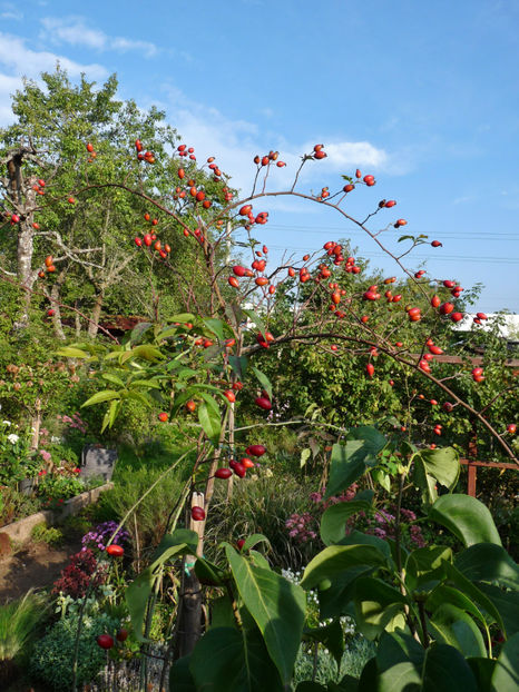  - 2022 - 03 - Toamna